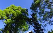 Туры в отель Puncak Pass Resort