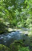 Туры в отель Fujisan Onsen Hotel Kaneyamaen
