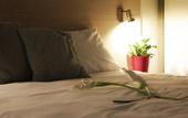 Туры в отель Lodge-Hotel & Spa les Voiles du Grand Large