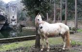 Туры в отель Fattoria di Maiano