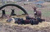 Туры в отель Fattoria di Maiano