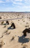 Туры в отель Borrego Springs Resort & Spa
