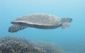 Туры в отель The Barat Tioman Beach Resort