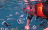 Туры в отель The Barat Tioman Beach Resort