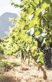 Туры в отель Boschendal Farm Estate