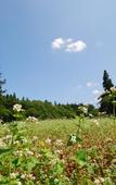 Туры в отель Hiraizumi Hot Spring Ryokan Soba'an Shizukatei