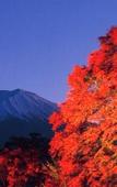 Туры в отель Kawaguchiko Hotel New Century