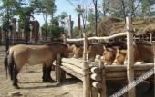 Туры в отель Yema Silk Road Inn