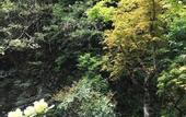Туры в отель Koyasan Guest House Tommy