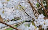 Туры в отель voco NANJING ORIENTAL PEARL by IHG