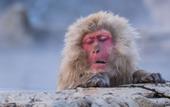 Туры в отель Sachinoyu Hotel Shiga Kogen