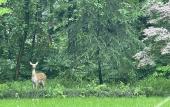 Туры в отель Baodao Forest Hotel (Shanghai Chongming)