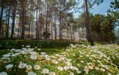 Туры в отель CEREJA Hotel & Resort Da Lat