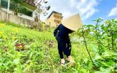 Туры в отель Phong Nha Coco Riverside Homestay