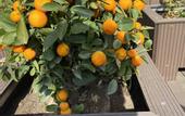 Туры в отель Yitel Collection(Nanjing Qinhuai RIver Branch)