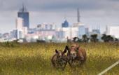 Туры в отель Red Buffalo House Hotel