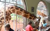 Туры в отель Red Buffalo House Hotel