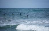 Туры в отель Hotel Nantipa - A Tico Beach Experience