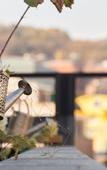 Туры в отель Snowflower Guesthouse