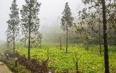 Туры в отель Ion Delemon Premier Suites Genting
