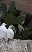 Туры в отель Masseria Santa Lucia