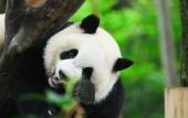 Туры в отель CYNN XANADU HOTEL, CHENGDU