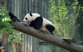 Туры в отель CYNN XANADU HOTEL, CHENGDU
