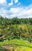 Туры в отель Bambootel Sawah View