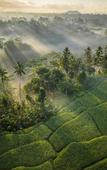Туры в отель Bambootel Sawah View