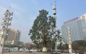 Туры в отель JI Hotel (Chongqing Jiangjin Dingshan Park)