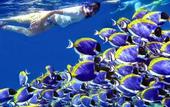 Туры в отель Madi Grand Maldives