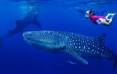 Туры в отель Madi Grand Maldives