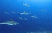 Туры в отель Madi Grand Maldives
