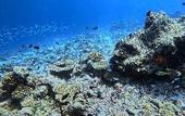Туры в отель Madi Grand Maldives