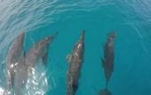 Туры в отель Madi Grand Maldives