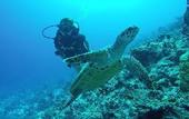 Туры в отель Madi Grand Maldives