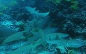 Туры в отель Madi Grand Maldives