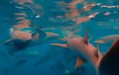 Туры в отель Noah Private Beach House