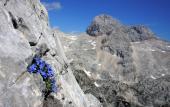 Туры в отель Hotel Julian Alps