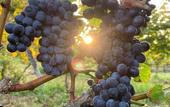 Туры в отель La Vineria di San Mattia