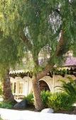 Туры в отель Hotel Pepper Tree Boutique Kitchen Studios - Anaheim
