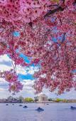 Туры в отель Le Meridien Washington, D.C., The Madison