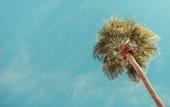 Туры в отель The Skylark a Palm Springs Hotel
