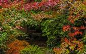 Туры в отель Kyoto Nanzenji Garden Ryokan Yachiyo Established in 1915