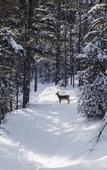Туры в отель Kananaskis Mountain Lodge, Autograph Collection