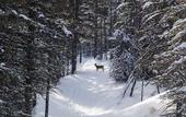 Туры в отель Kananaskis Mountain Lodge, Autograph Collection