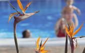 Туры в отель Precise Resort Tenerife