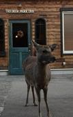 Туры в отель The Deer Park Inn