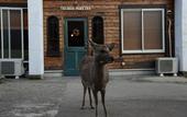 Туры в отель The Deer Park Inn