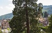 Туры в отель Best Western Plus Hotel & SPA Le Schoenenbourg